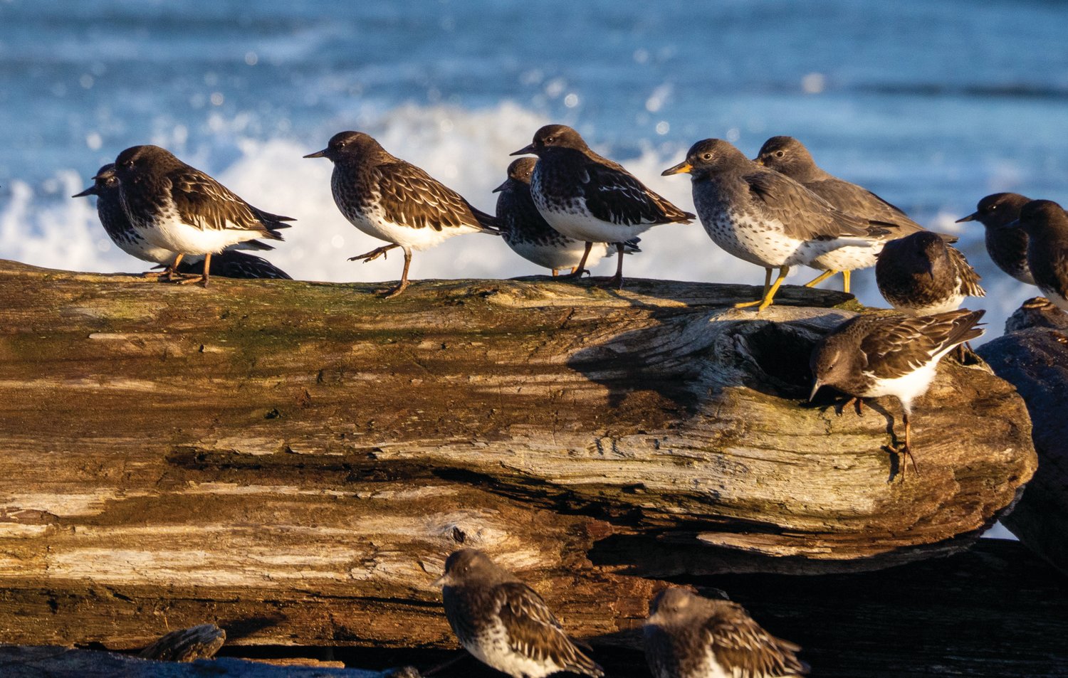 Shorebirds overwintering at Point Hudson have flown thousands of miles from their Arctic breeding grounds on the coast of Alaska. Here, a mixed group includes Turnstones, Surfbirds, Sanderlings, and Dunlin.